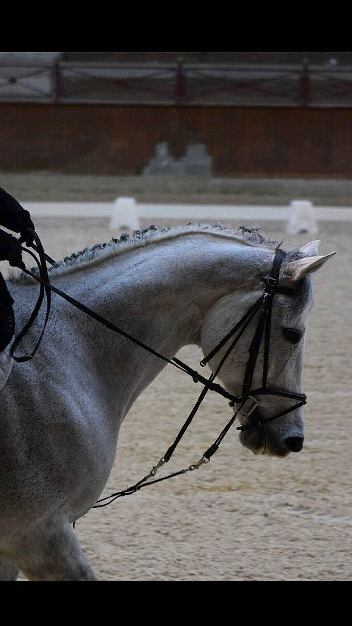 Prince Solar a rejoint le concours — aidez-le/la à gagner de superbes lots ! animal_sports, bit, bridle, dressage, halter, horse, horse_harness, horse_supplies, horse_tack, mammal, mane, mare, pack_animal, recreation, rein, saddle, snout, stallion