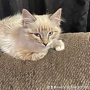 Angel is registered to the contest to win money with this photo: cat, kitten, fluffy, cream_colored, blue_eyes, pet, animal, feline, whiskers, pointed_ears, paws, resting, lying_down, couch, upholstery, indoor, portrait, cozy, dark_background, social_media_watermark