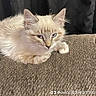 cat, kitten, fluffy, cream_colored, blue_eyes, pet, animal, feline, whiskers, pointed_ears, paws, resting, lying_down, couch, upholstery, indoor, portrait, cozy, dark_background, social_media_watermark