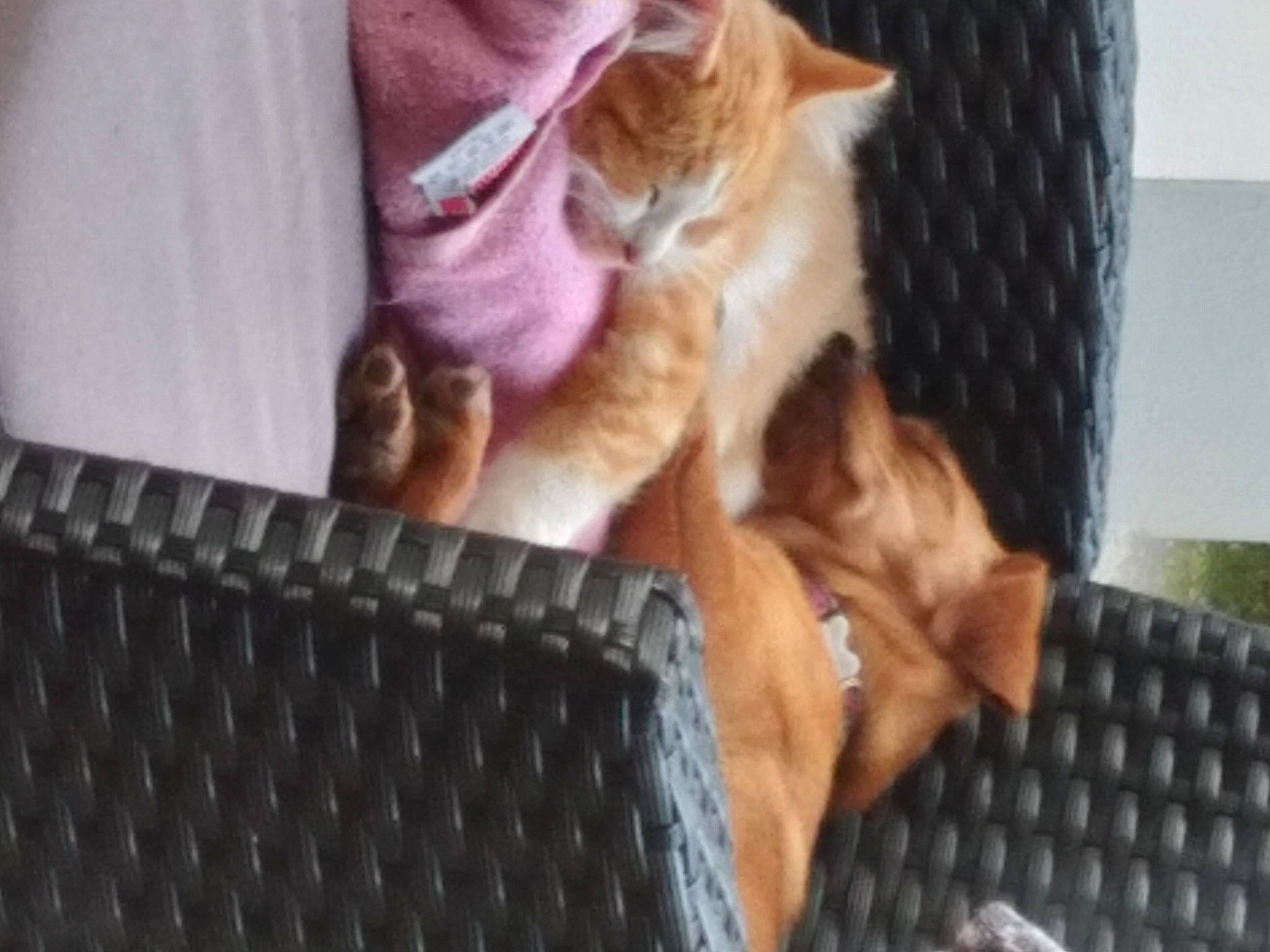 Isidore participe au concours pour gagner de l'argent avec cette photo : animal_shelter, box, canidae, carnivore, cat, cat_supply, claw, comfort, companion_dog, domestic_short_haired_cat, felidae, fur, kennel, paw, sitting, small_to_medium_sized_cats, snout, tail, whiskers, wood