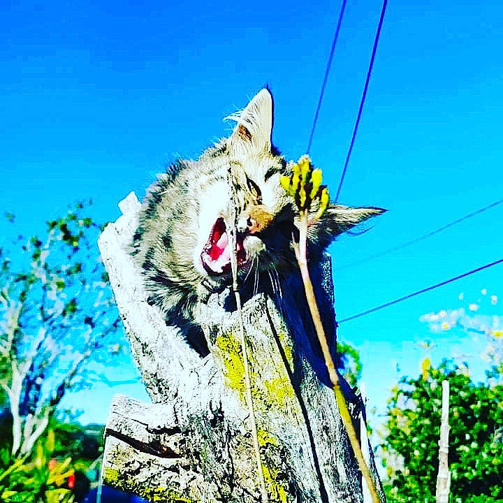 Abdel a rejoint le concours — aidez-le/la à gagner de superbes lots ! art, big_cats, carnivore, felidae, fictional_character, graphics, grass, happy, illustration, painting, people_in_nature, plant, pole, sky, small_to_medium_sized_cats, terrestrial_animal, tree, trunk, visual_arts, whiskers