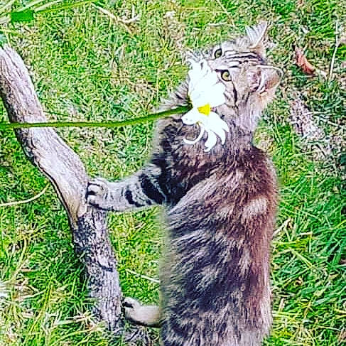 Abdel a rejoint le concours — aidez-le/la à gagner de superbes lots ! carnivore, cat, claw, domestic_short_haired_cat, eye, felidae, fur, grass, lynx, maine_coon, norwegian_forest_cat, paw, plant, small_to_medium_sized_cats, snout, tail, terrestrial_animal, trunk, whiskers, wildlife