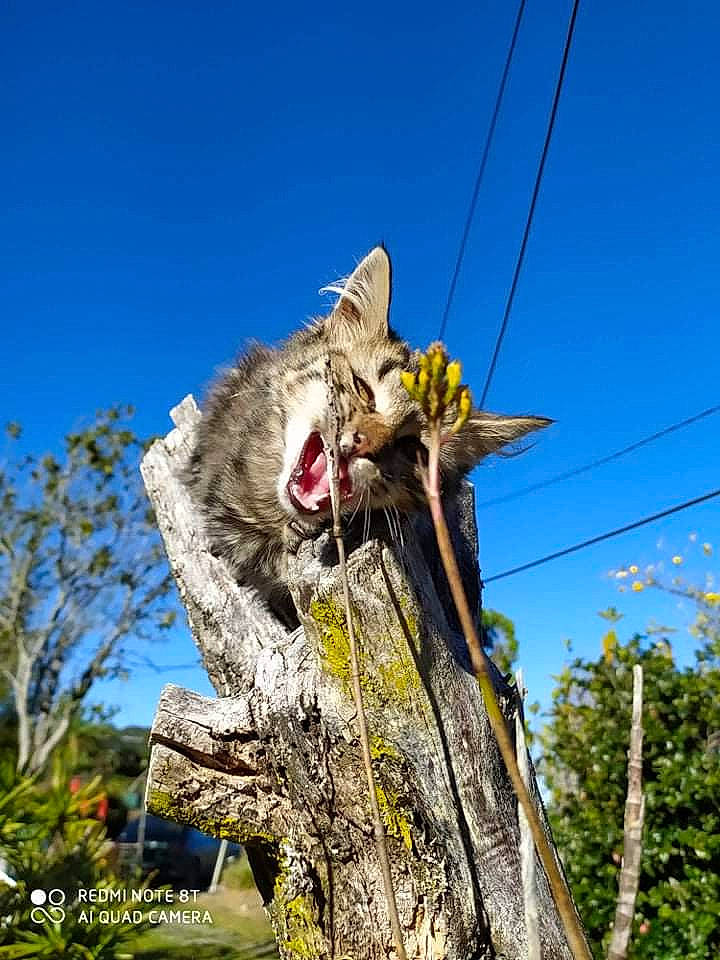 Abdel a rejoint le concours — aidez-le/la à gagner de superbes lots ! art, electricity, overhead_power_line, plant, pole, sculpture, signage, sky, tree, trunk, twig, wildlife, wood