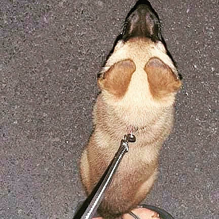 Rex a rejoint le concours — aidez-le/la à gagner de superbes lots ! asphalt, carnivore, claw, collar, comfort, companion_dog, dog_breed, fashion_accessory, fawn, felidae, foot, fur, human_leg, leash, paw, road_surface, small_to_medium_sized_cats, snout, tail, whiskers