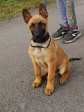 Rex a rejoint le concours — aidez-le/la à gagner de superbes lots ! asphalt, carnivore, collar, companion_dog, dog, dog_breed, dog_collar, fawn, foot, herding_dog, law_enforcement, leash, paw, plant, road_surface, snout, sporting_group, tail, walking_shoe, working_animal