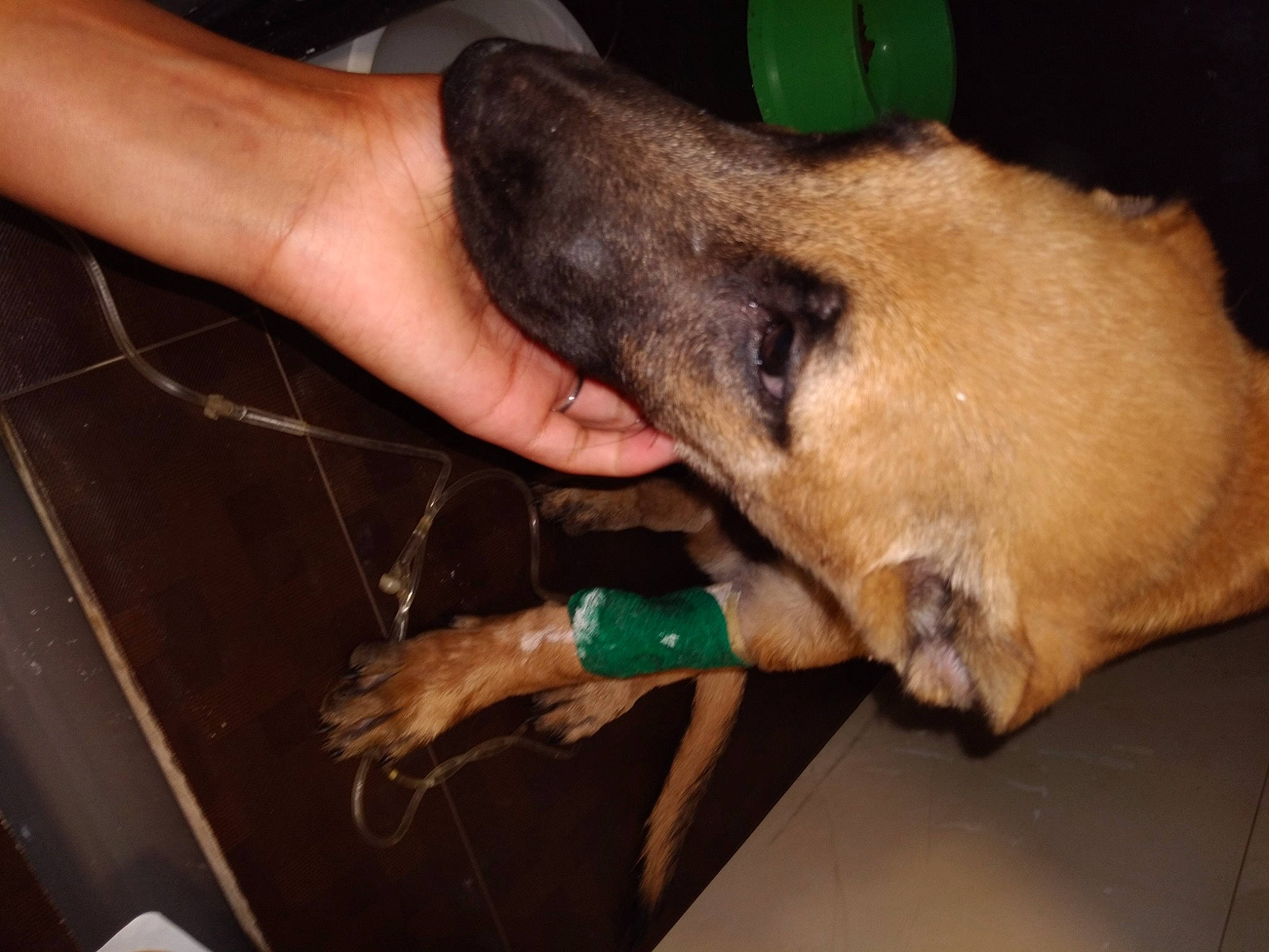 Rex a rejoint le concours — aidez-le/la à gagner de superbes lots ! canidae, carnivore, collar, companion_dog, dobermann, dog, dog_breed, flesh, gesture, nail, snout, sporting_group, working_animal, wrist