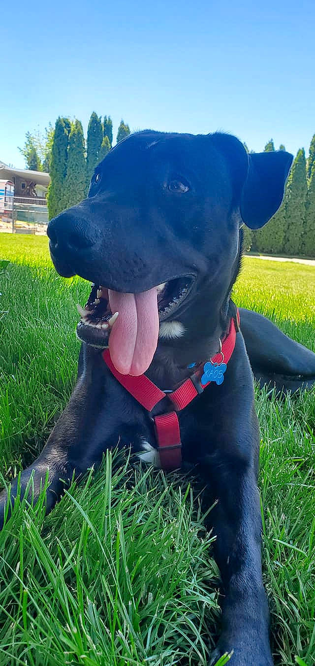 Kaos is registered to the contest to win money with this photo: canidae, carnivore, collar, companion_dog, dog, dog_breed, dog_collar, electric_blue, fawn, grass, green, light, personal_protective_equipment, plant, sky, snout, sporting_group, tree, whiskers, working_animal