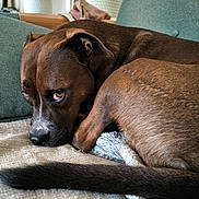 Ulysse a rejoint le concours — aidez-le/la à gagner de superbes lots ! dog, brown_dog, indoor, couch, blanket, pet, animal, fur, cozy, resting, looking, cute, ears, tail, snout, comfort, household, relaxed, closeup, expression