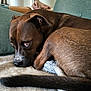 dog, brown_dog, indoor, couch, blanket, pet, animal, fur, cozy, resting, looking, cute, ears, tail, snout, comfort, household, relaxed, closeup, expression