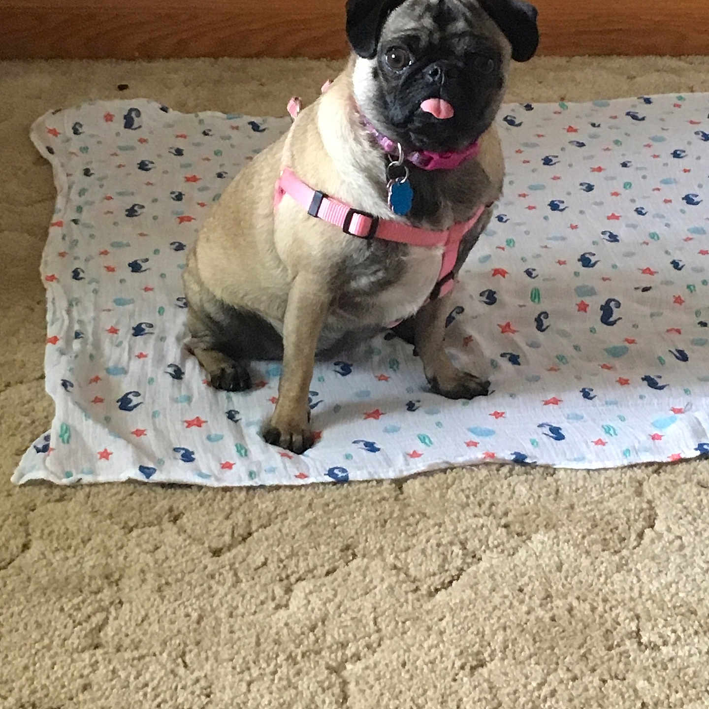 Daisy is registered to the contest to win money with this photo: animal, blanket, canine, carpet, collar, cute, decor, dog, domestic, floor, furniture, home, indoor, pet, pink_harness, portrait, pug, sitting, small_dog, tongue_out