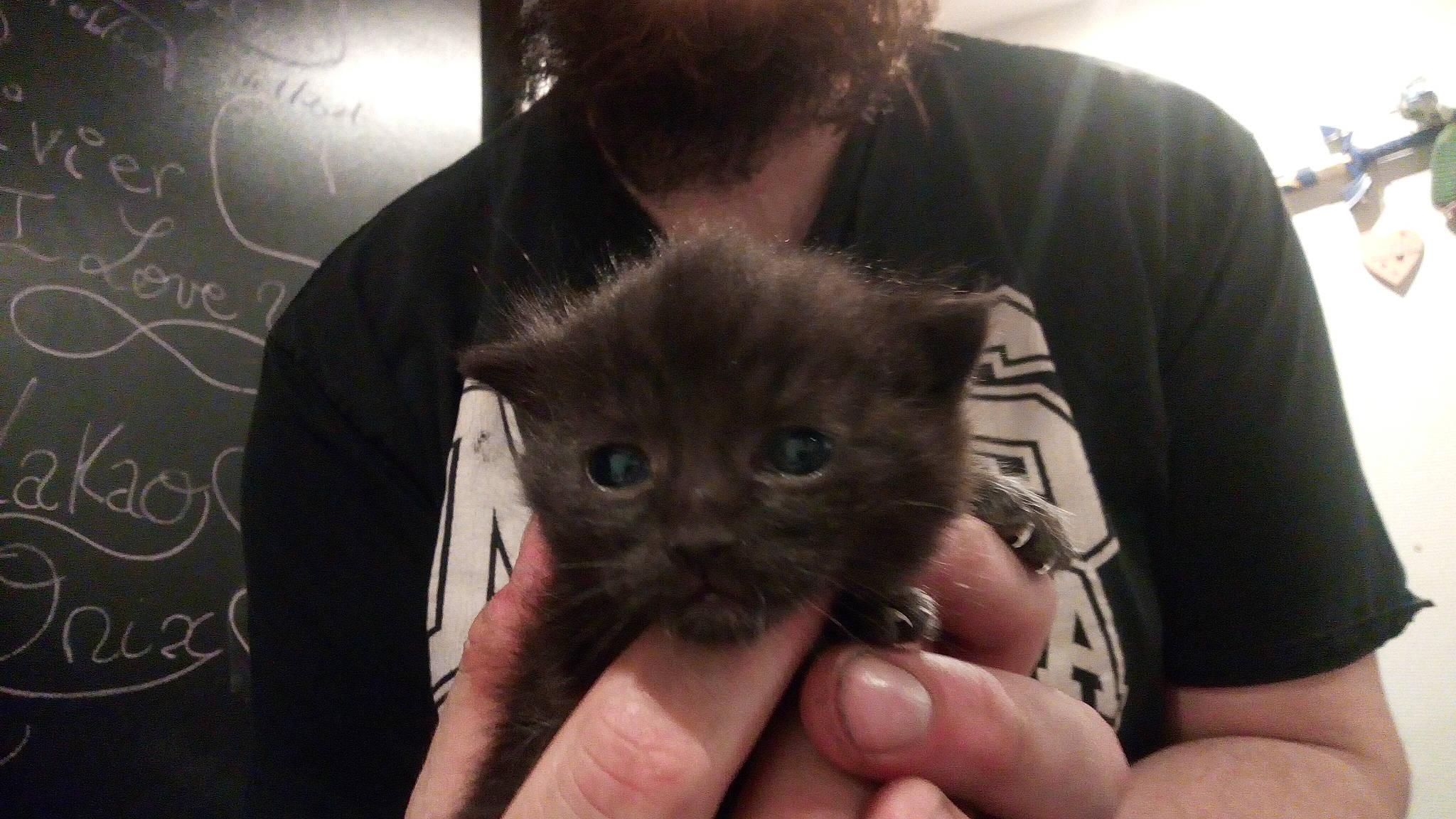 Chaton Mignon a rejoint le concours — aidez-le/la à gagner de superbes lots ! blackboard, carnivore, cat, chalk, claw, ear, fawn, felidae, finger, fur, gesture, hand, iris, nail, sleeve, small_to_medium_sized_cats, snout, sunglasses, t_shirt, whiskers