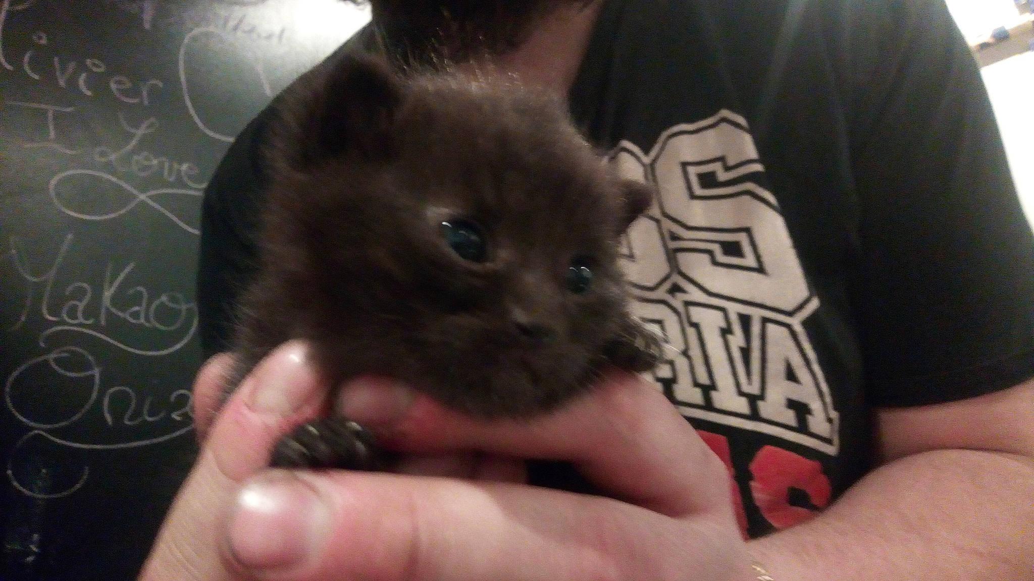 Chaton Mignon a rejoint le concours — aidez-le/la à gagner de superbes lots ! carnivore, cat, domestic_short_haired_cat, ear, elbow, fawn, felidae, finger, gesture, hamster, hand, mouse, muroidea, nail, rodent, sleeve, small_to_medium_sized_cats, snout, thumb, whiskers