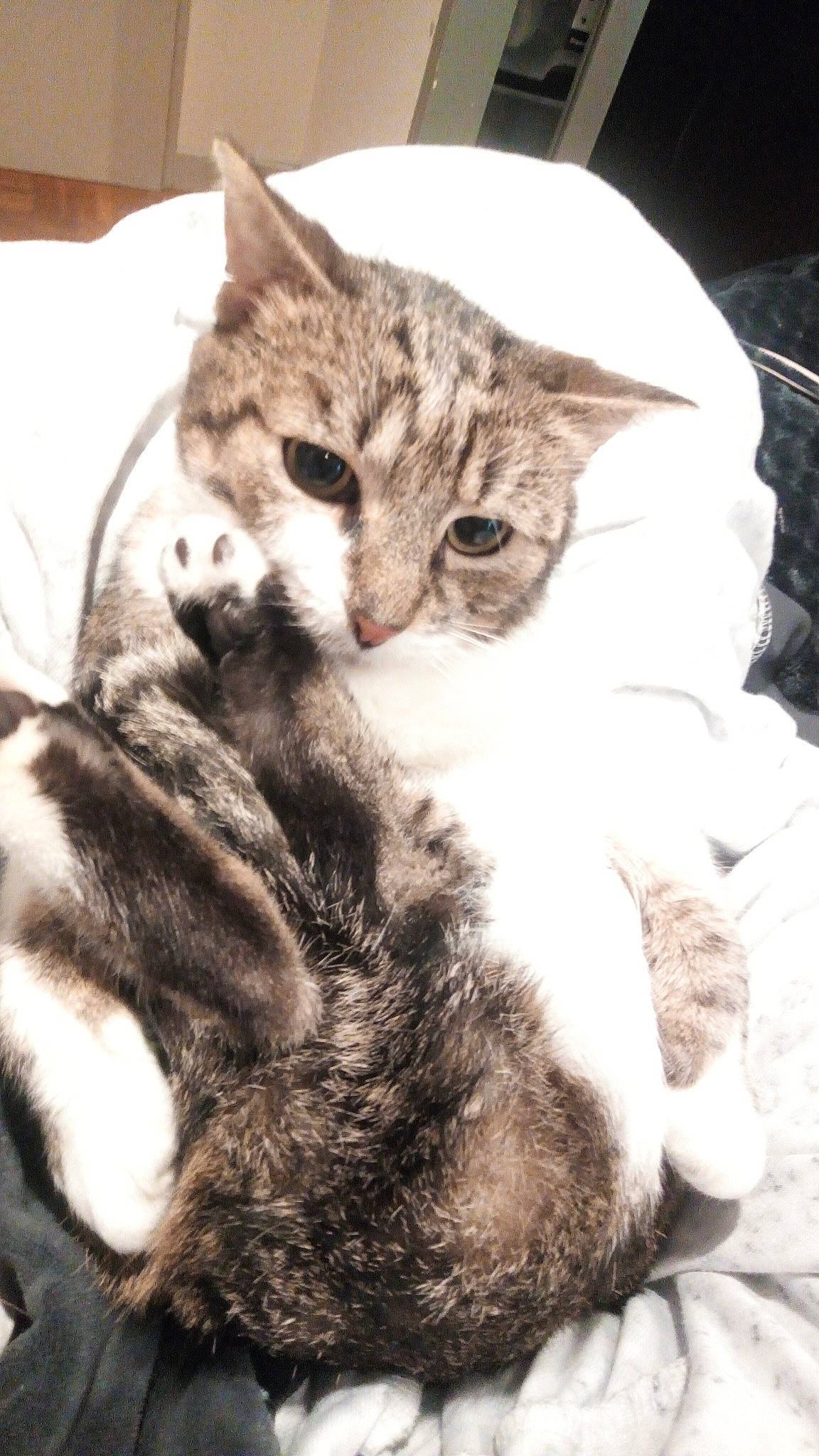 Makao a rejoint le concours — aidez-le/la à gagner de superbes lots ! carnivore, cat, claw, comfort, domestic_short_haired_cat, felidae, fur, hug, nap, paw, sitting, small_to_medium_sized_cats, snout, tail, whiskers