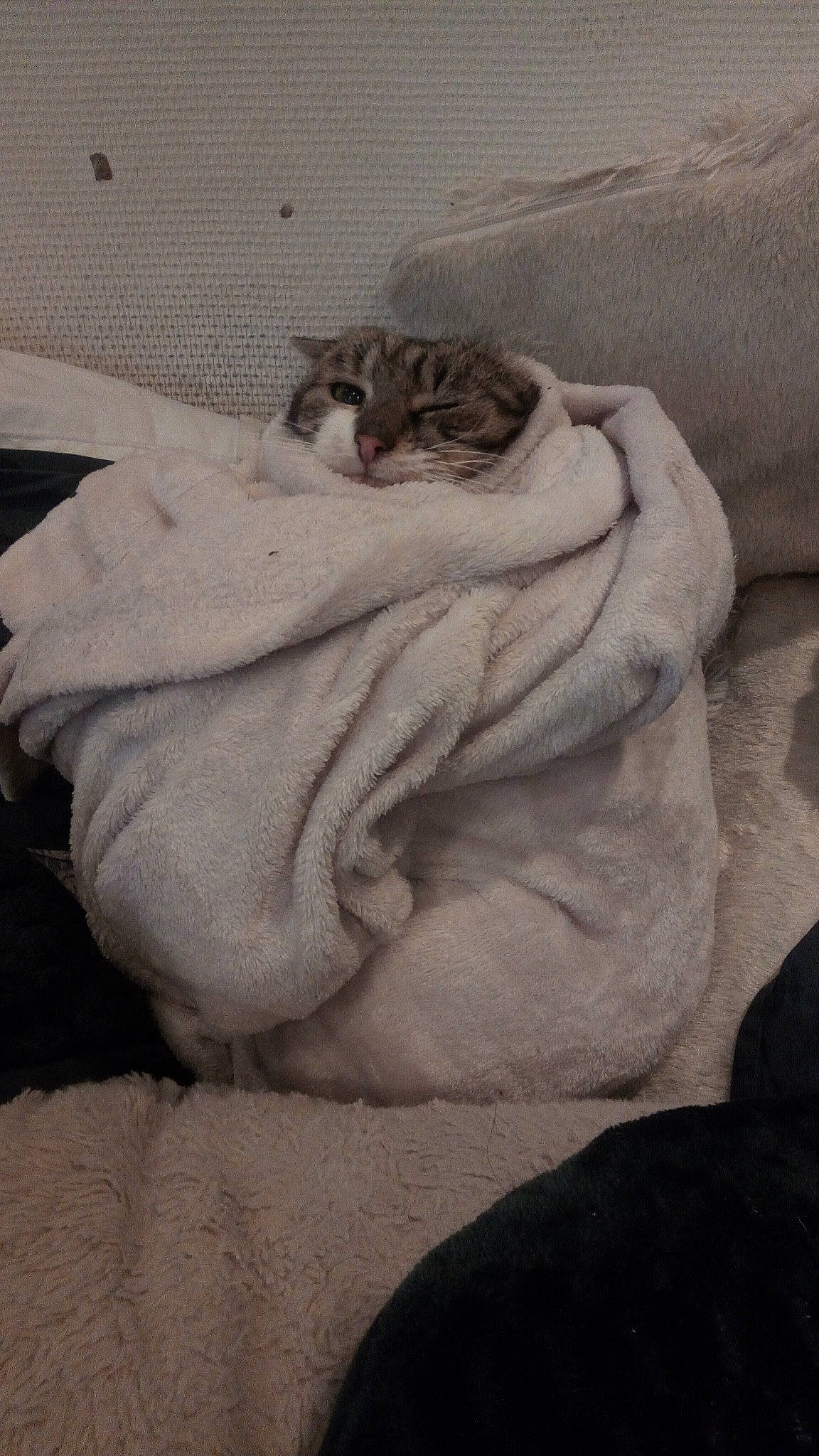 Makao participe au concours pour gagner de l'argent avec cette photo : bedding, carnivore, cat, claw, comfort, domestic_short_haired_cat, fawn, felidae, flooring, fur, grey, linens, nap, paw, room, small_to_medium_sized_cats, tail, whiskers, window, wood