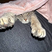 Sushi a rejoint le concours — aidez-le/la à gagner de superbes lots ! animal, blanket, cat, claws, closeup, comfort, cozy, cute, feline, fur, indoor, paw, pet, pink, relaxed, resting, sleepy, soft, stretching, warm