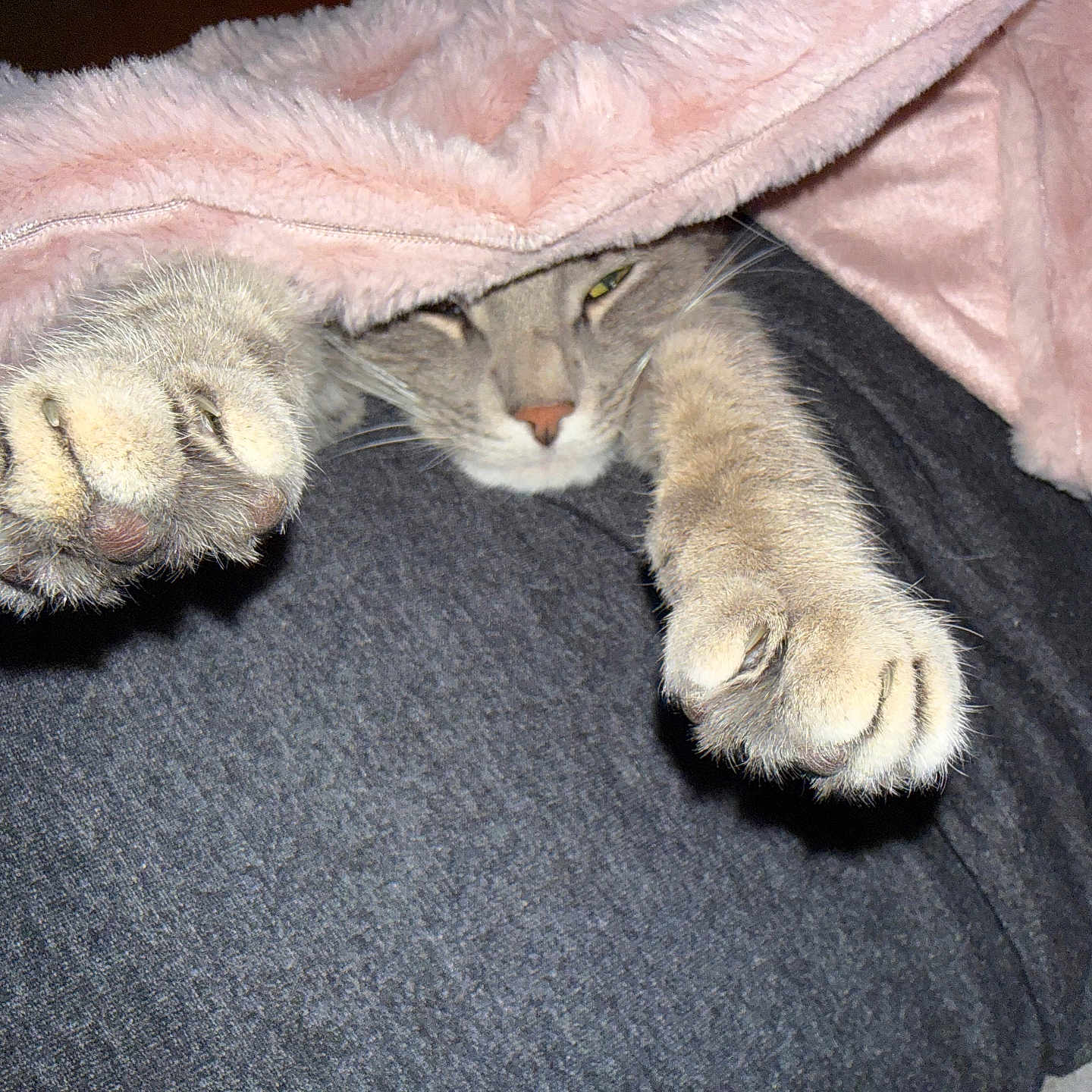 Sushi a rejoint le concours — aidez-le/la à gagner de superbes lots ! animal, blanket, cat, claws, closeup, comfort, cozy, cute, feline, fur, indoor, paw, pet, pink, relaxed, resting, sleepy, soft, stretching, warm