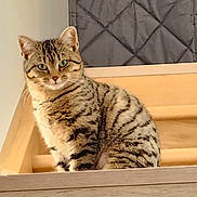 Coco participe au concours pour gagner de l'argent avec cette photo : cat, tabby_cat, pet, feline, indoor, stairs, wood, green_eyes, whiskers, stripes, sitting, portrait, fur, ear, looking_at_camera, domestic_animal, cozy, furniture, stair_step, soft_lighting