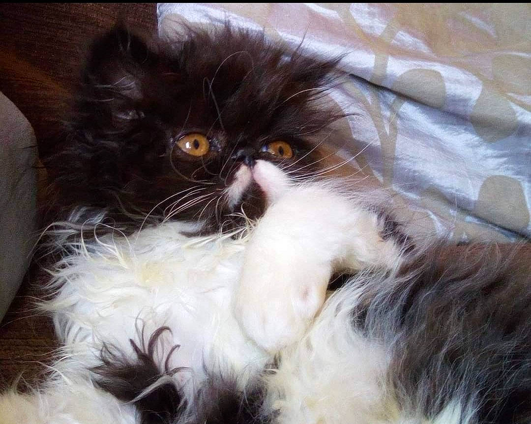 Narnia a rejoint le concours — aidez-le/la à gagner de superbes lots ! carnivore, cat, claw, comfort, felidae, fur, natural_material, paw, persian, small_to_medium_sized_cats, snout, tail, terrestrial_animal, whiskers