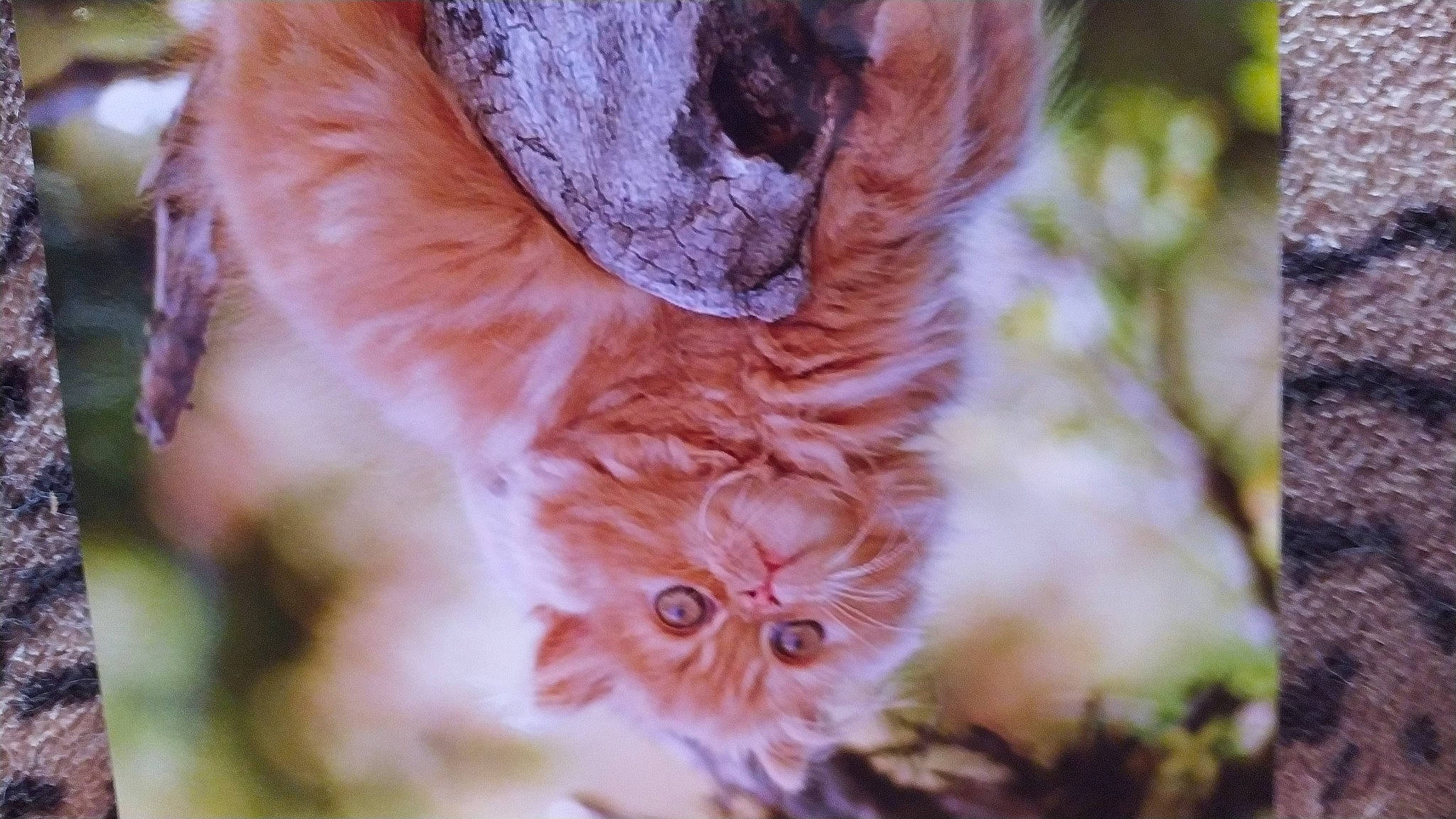 Ulysse participe au concours pour gagner de l'argent avec cette photo : beauty, carnivore, cat, close_up, fawn, felidae, fur, grass, peach, pink, plant, small_to_medium_sized_cats, snout, tail, tree, twig, whiskers, wildlife, window, wood