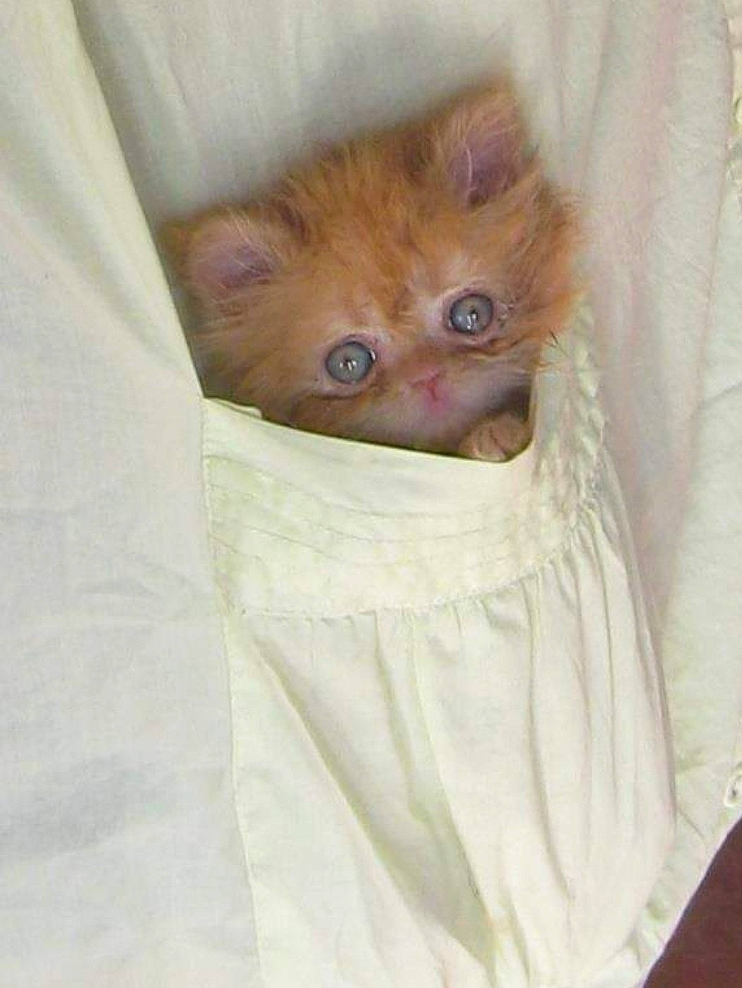 Olympe a rejoint le concours — aidez-le/la à gagner de superbes lots ! carnivore, cat, collar, domestic_short_haired_cat, fawn, felidae, fur, linens, peach, sleeve, small_to_medium_sized_cats, terrestrial_animal, whiskers, working_animal