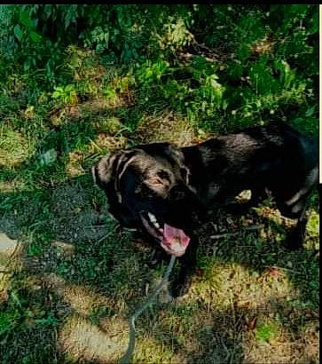 Tobyn joined the competition — help win amazing prizes! carnivore, companion_dog, dog, dog_breed, grass, gun_dog, hunting_dog, liver, plant, soil, sporting_group, tail, terrestrial_animal, working_animal, working_dog
