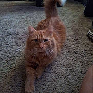 Jasper is registered to the contest to win money with this photo: cat, orange_tabby, pet, feline, whiskers, carpet, indoor, animal, fur, tail, relaxed, cute, domestic, mammal, resting, looking_at_camera, front_paw, long_fur, whiskers_visible, ears