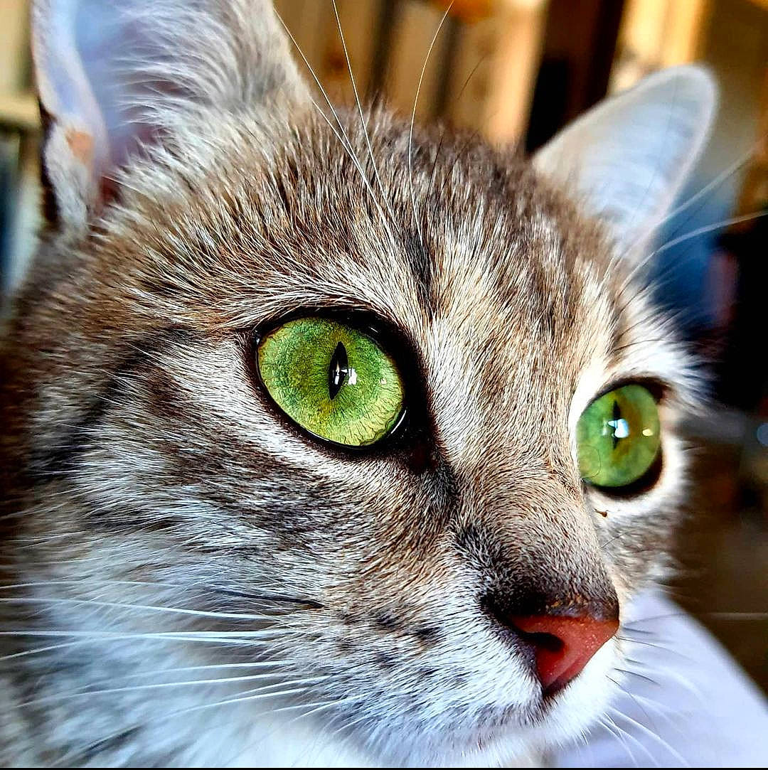 Chichoune participe au concours pour gagner de l'argent avec cette photo : carnivore, cat, close_up, domestic_short_haired_cat, ear, event, felidae, fur, photography, small_to_medium_sized_cats, snout, terrestrial_animal, whiskers, wildlife