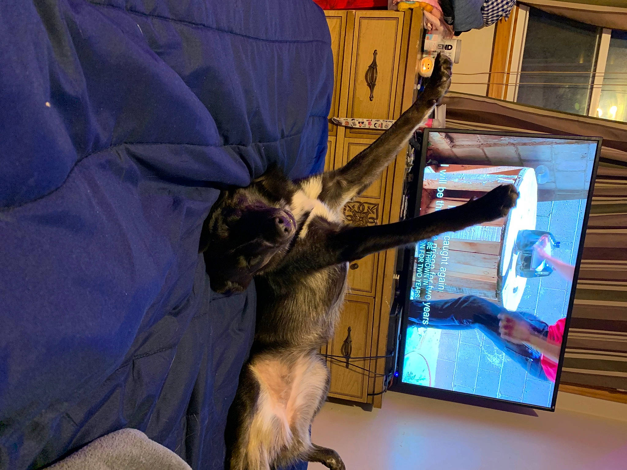 Maize joined the competition — help win amazing prizes! art, canidae, carnivore, comfort, dog_breed, domestic_short_haired_cat, fawn, felidae, fur, small_to_medium_sized_cats, sporting_group, tail, visual_arts, whiskers, window, wood, working_animal