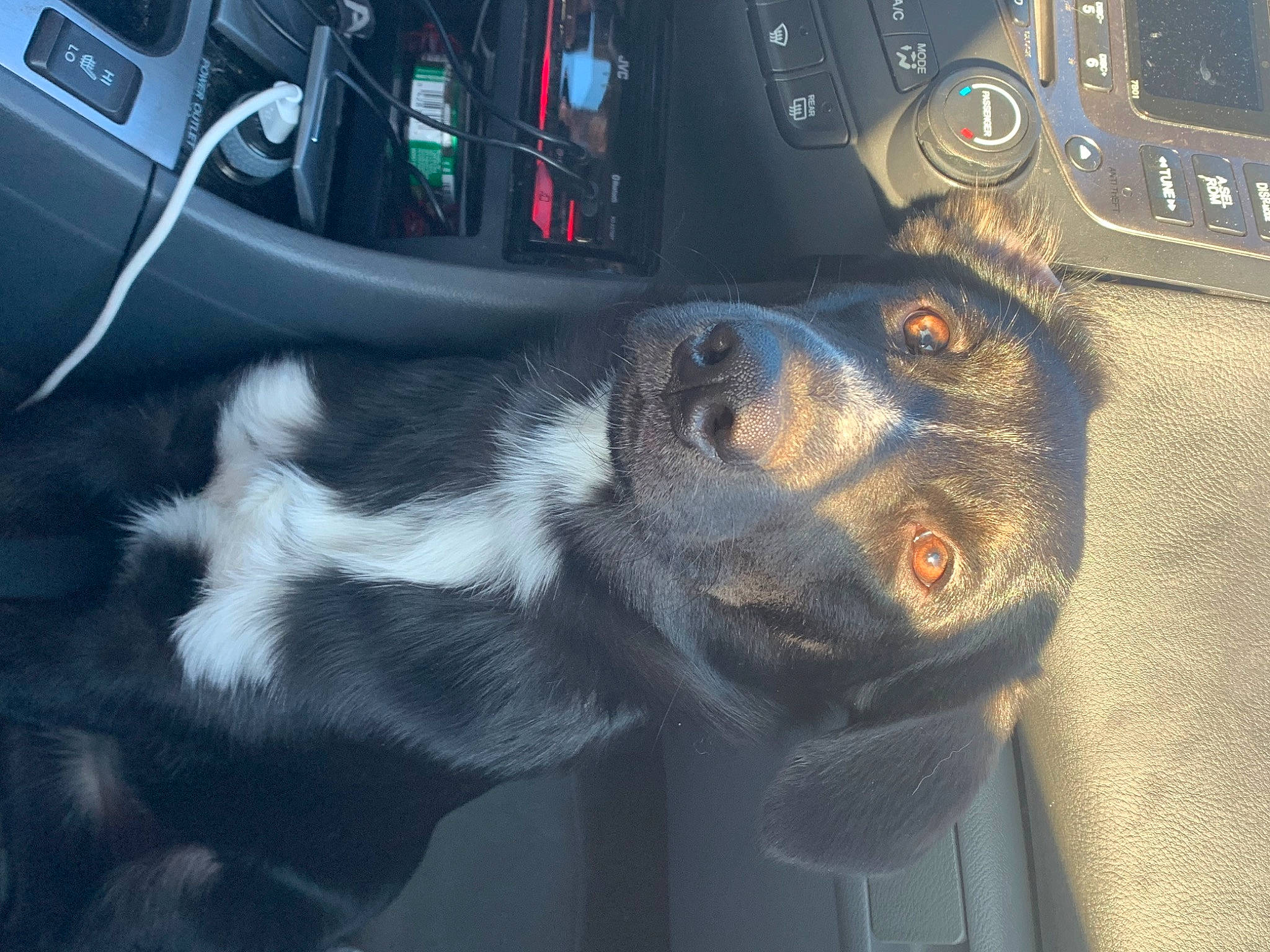 Maize is registered to the contest to win money with this photo: auto_part, automotive_design, automotive_wheel_system, carnivore, collar, companion_dog, dog, dog_breed, fur, guard_dog, machine, motor_vehicle, snout, steering_wheel, technology, vehicle, vehicle_door, whiskers, working_animal, working_dog