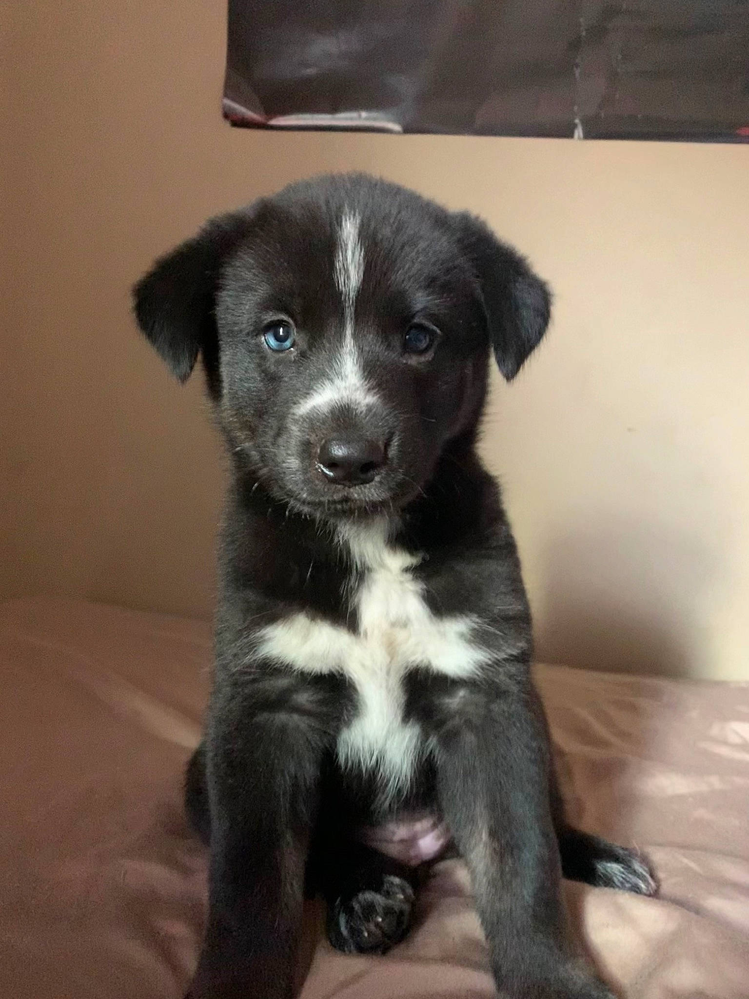 Maize joined the competition — help win amazing prizes! borador, canidae, carnivore, companion_dog, dog, dog_breed, fur, non_sporting_group, sporting_group, terrestrial_animal, whiskers, working_animal