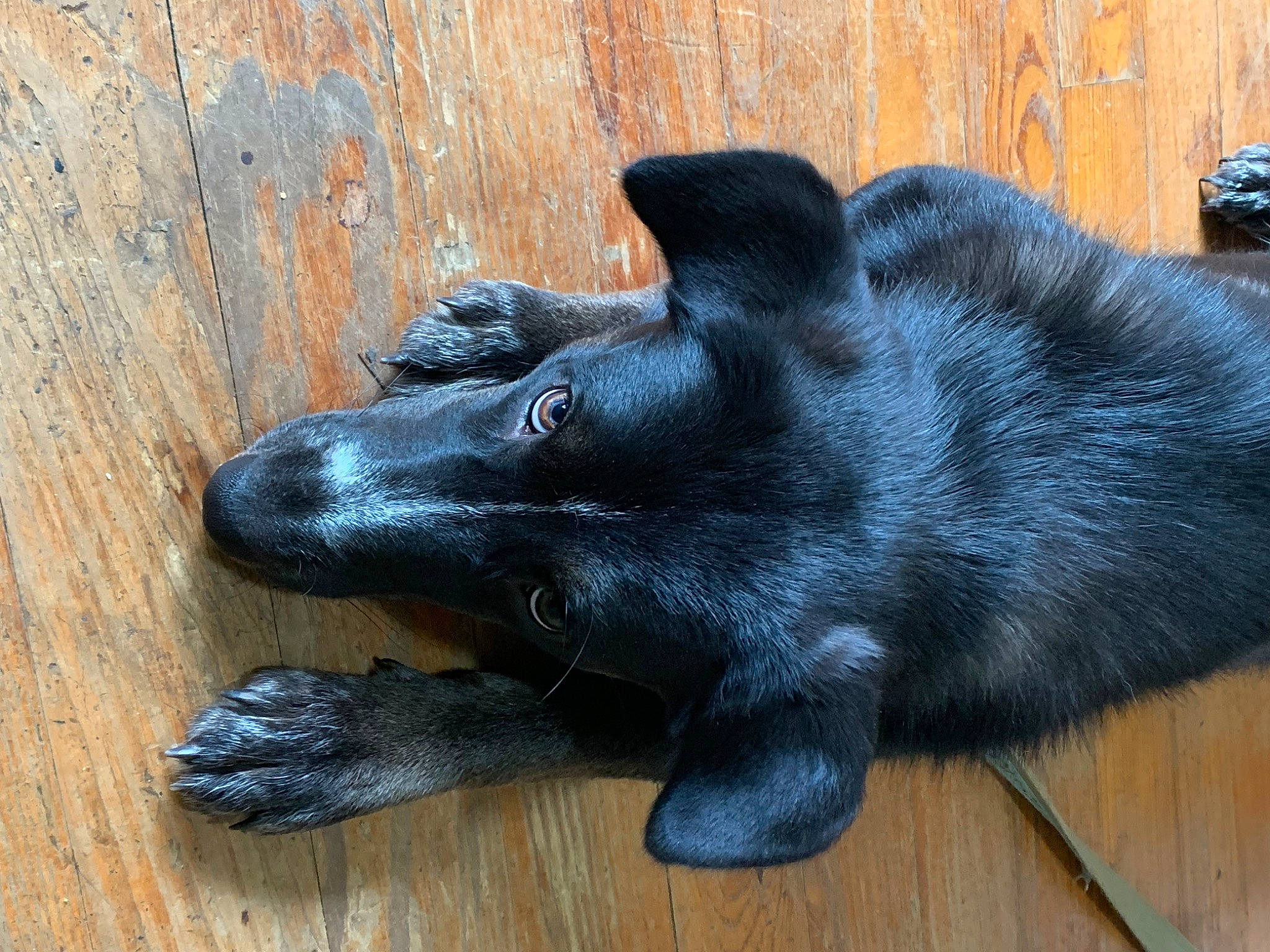 Maize joined the competition — help win amazing prizes! borador, canidae, carnivore, claw, companion_dog, dog, dog_breed, foot, fur, hardwood, paw, snout, sporting_group, terrestrial_animal, whiskers, wood, working_animal