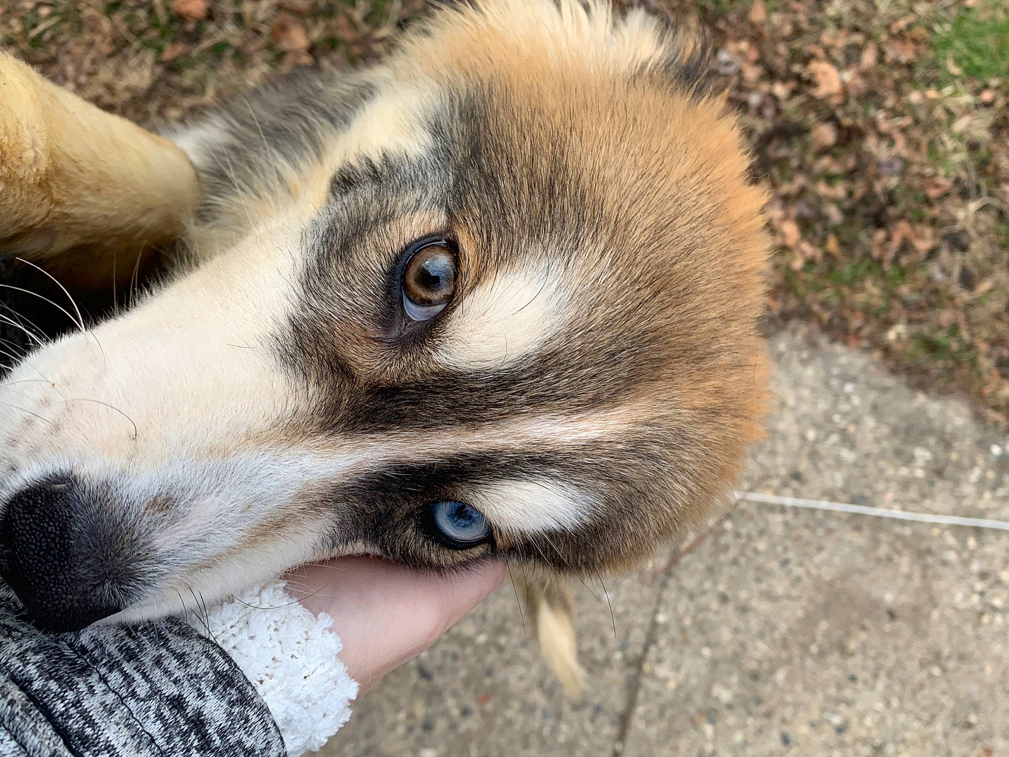 Carlos is registered to the contest to win money with this photo: canidae, carnivore, companion_dog, dog, dog_breed, eye, eyelash, fawn, fur, paw, plant, puppy, snout, sporting_group, street_dog, terrestrial_animal, whiskers, wildlife, working_animal