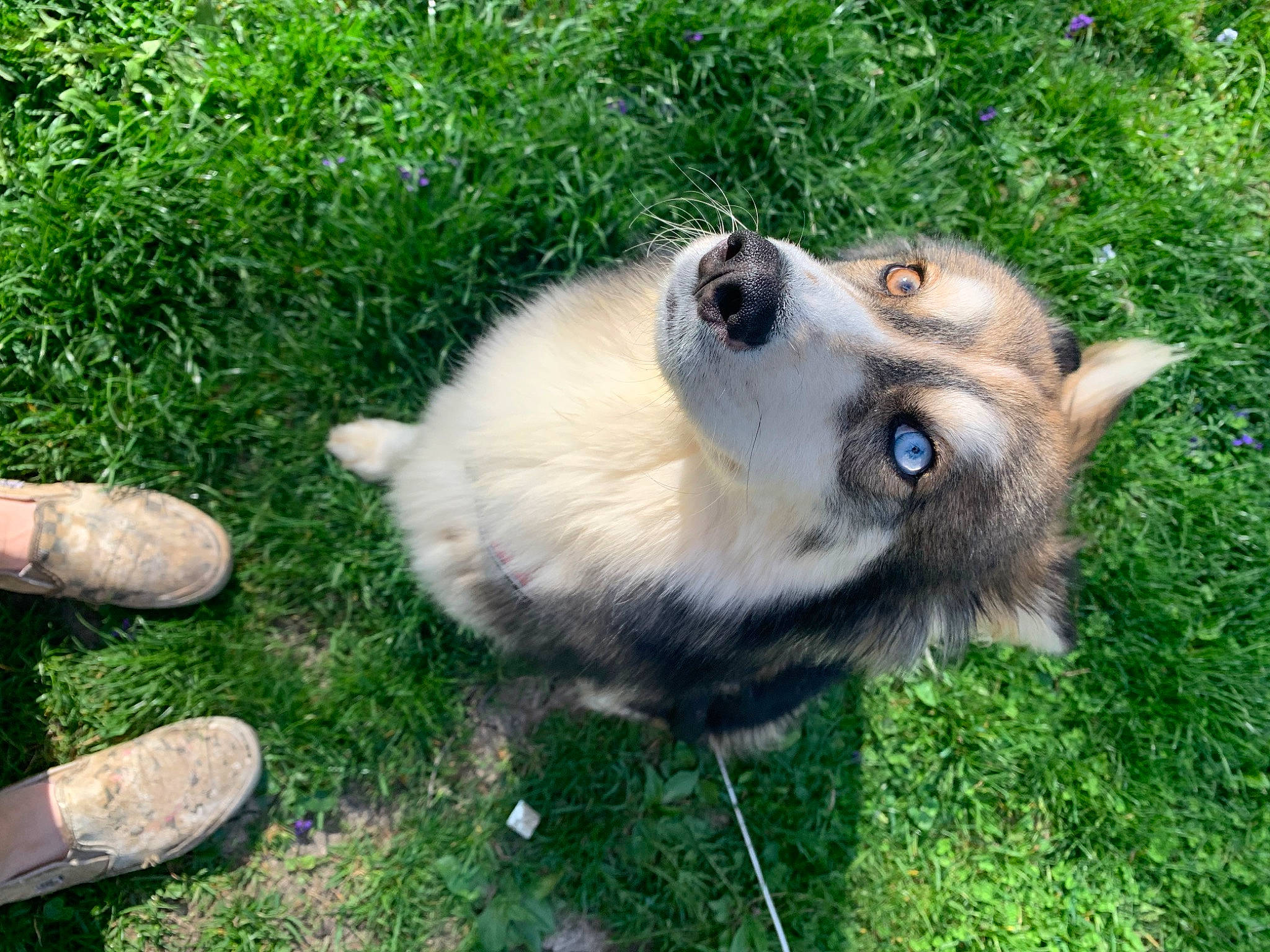 Carlos is registered to the contest to win money with this photo: canidae, carnivore, companion_dog, dog, dog_breed, fawn, fur, german_spitz, german_spitz_klein, german_spitz_mittel, grass, groundcover, herding_dog, plant, pomeranian, snout, spitz, sporting_group, whiskers, wildlife