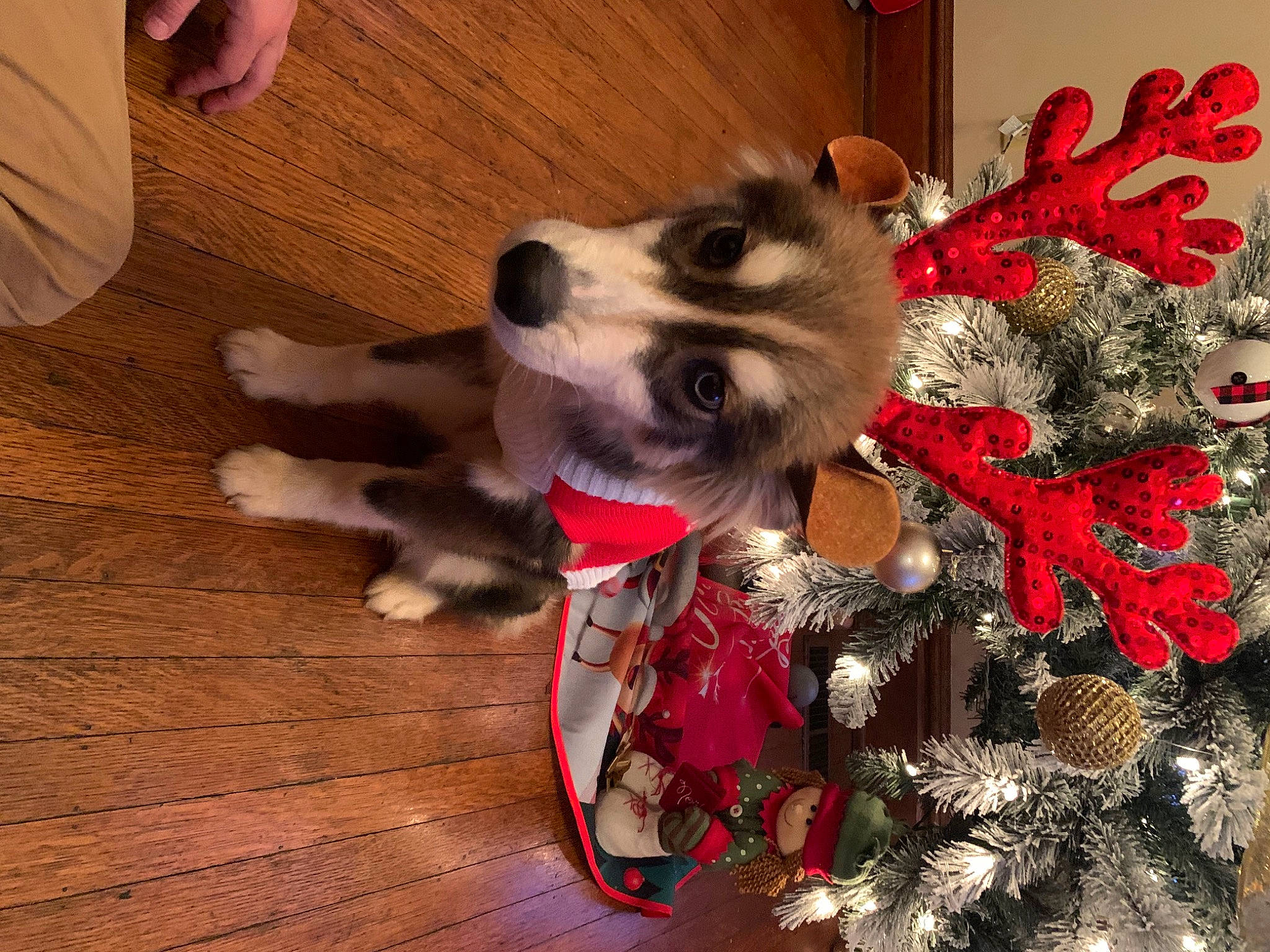 Carlos is registered to the contest to win money with this photo: carnivore, christmas_decoration, christmas_ornament, collar, companion_dog, dog, dog_breed, dog_clothes, dog_supply, fashion_accessory, fawn, flooring, fur, hardwood, ornament, paw, tail, varnish, wood, wood_stain
