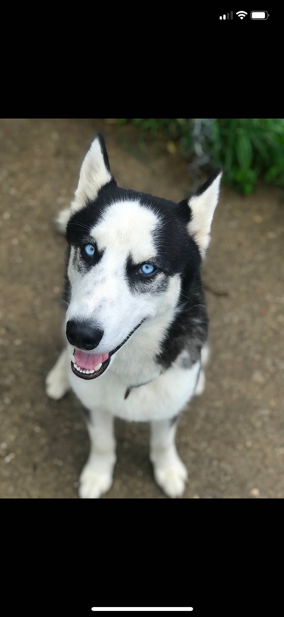 Zeus joined the competition — help win amazing prizes! ancient_dog_breeds, art, canidae, canis, carnivore, companion_dog, dog, dog_breed, eye, fur, herding_dog, non_sporting_group, siberian_husky, sled_dog, snout, sporting_group, terrestrial_animal, whiskers, working_animal, working_dog