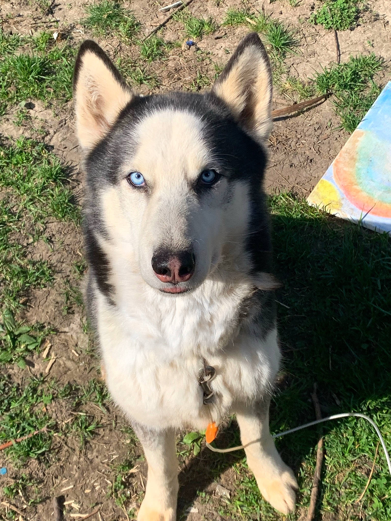 Zeus joined the competition — help win amazing prizes! ancient_dog_breeds, canidae, carnivore, companion_dog, dog, dog_breed, fawn, fur, grass, non_sporting_group, pet_supply, siberian_husky, sled_dog, sporting_group, terrestrial_animal, working_animal, working_dog