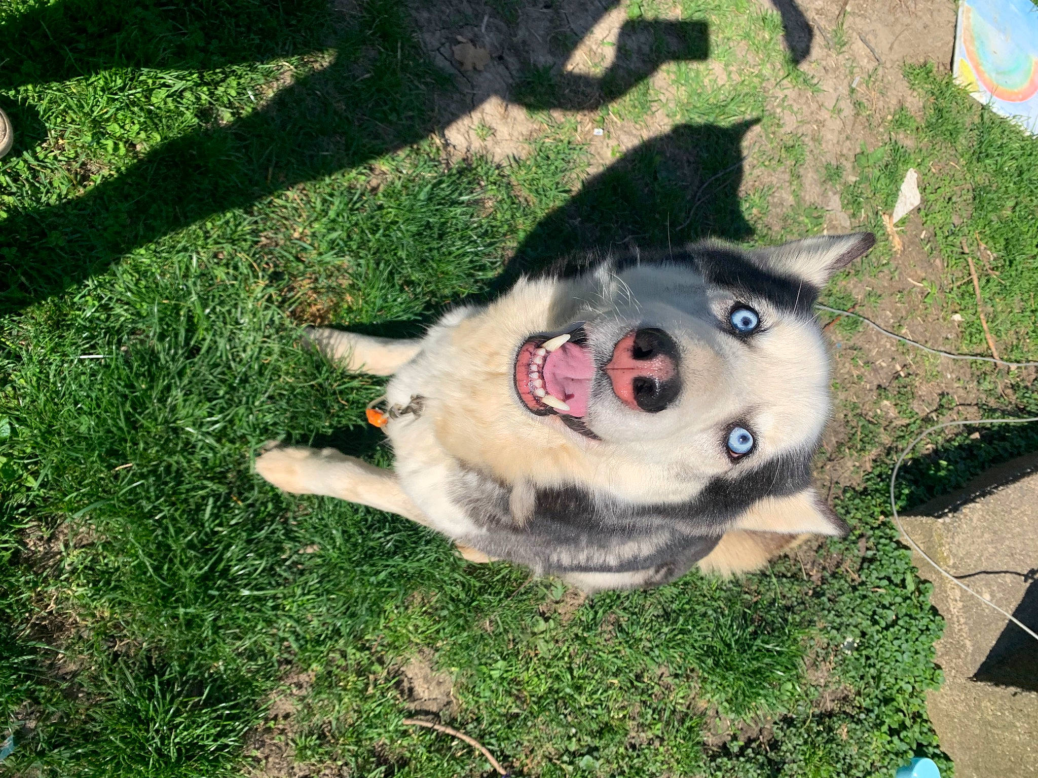 Zeus is registered to the contest to win money with this photo: ancient_dog_breeds, canidae, canis, carnivore, collar, companion_dog, dog, dog_breed, grass, groundcover, jaw, non_sporting_group, sled_dog, snout, sporting_group, tail, working_animal, working_dog