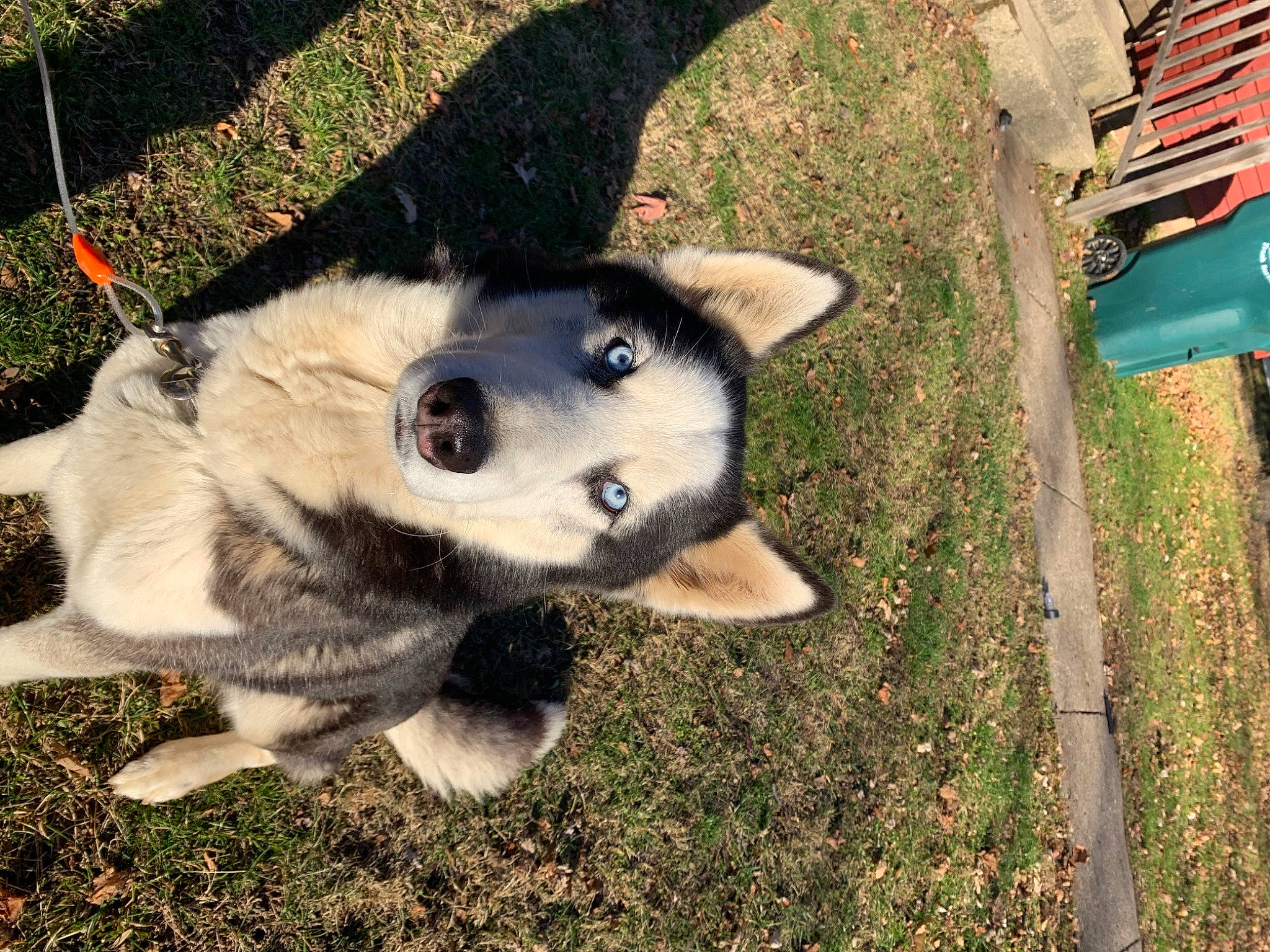 Zeus is registered to the contest to win money with this photo: ancient_dog_breeds, canidae, canis, carnivore, companion_dog, dog, dog_breed, fawn, fur, grass, paw, plant, sled_dog, soil, sporting_group, tail, terrestrial_animal, whiskers, working_animal, working_dog