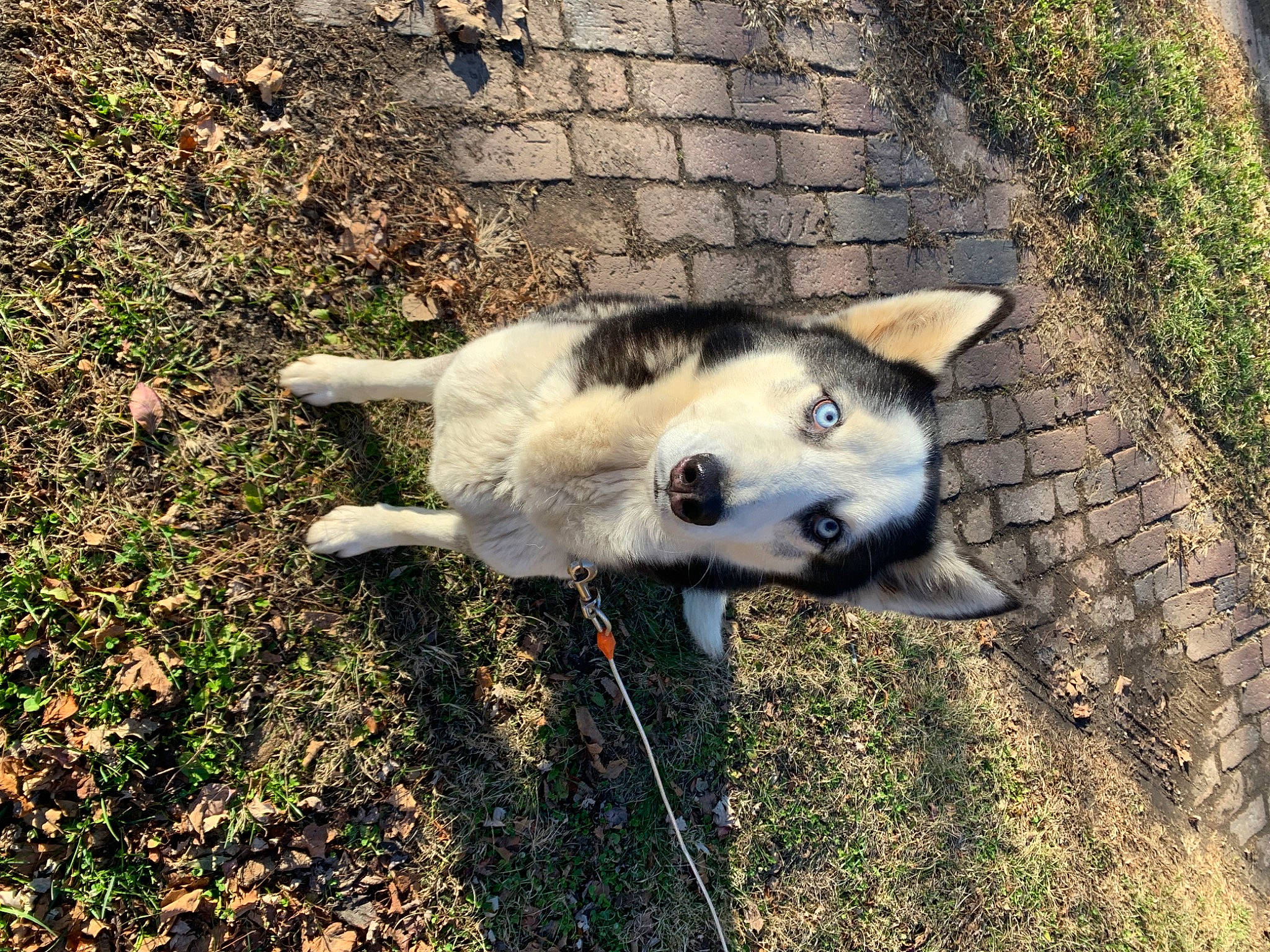 Zeus joined the competition — help win amazing prizes! canidae, canis, carnivore, collar, companion_dog, dog, dog_breed, east_european_shepherd, fawn, fur, grass, herding_dog, plant, shadow, sled_dog, snout, sporting_group, tail, terrestrial_animal, working_animal