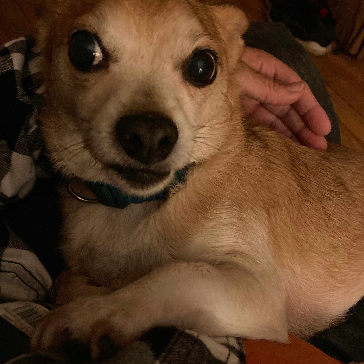 Poco joined the competition — help win amazing prizes! animal, black_nose, brown_fur, checkered_shirt, close_up, collar, cozy, curious, dog, expression, eyes, fur, hand, indoor, lap, person, pet, resting, small_dog, warm_lighting