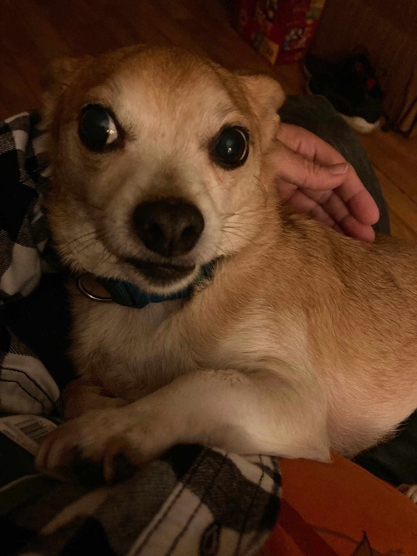 Poco joined the competition — help win amazing prizes! dog, small_dog, close_up, pet, animal, indoor, person, hand, lap, fur, collar, brown_fur, black_nose, eyes, expression, cozy, warm_lighting, checkered_shirt, resting, curious