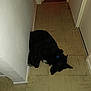 dog, black_dog, collar, floor, hallway, corner, indoor, pet, animal, sleeping, resting, tile_floor, walls, domestic, quiet, cozy, small_space, fur, ears, paw