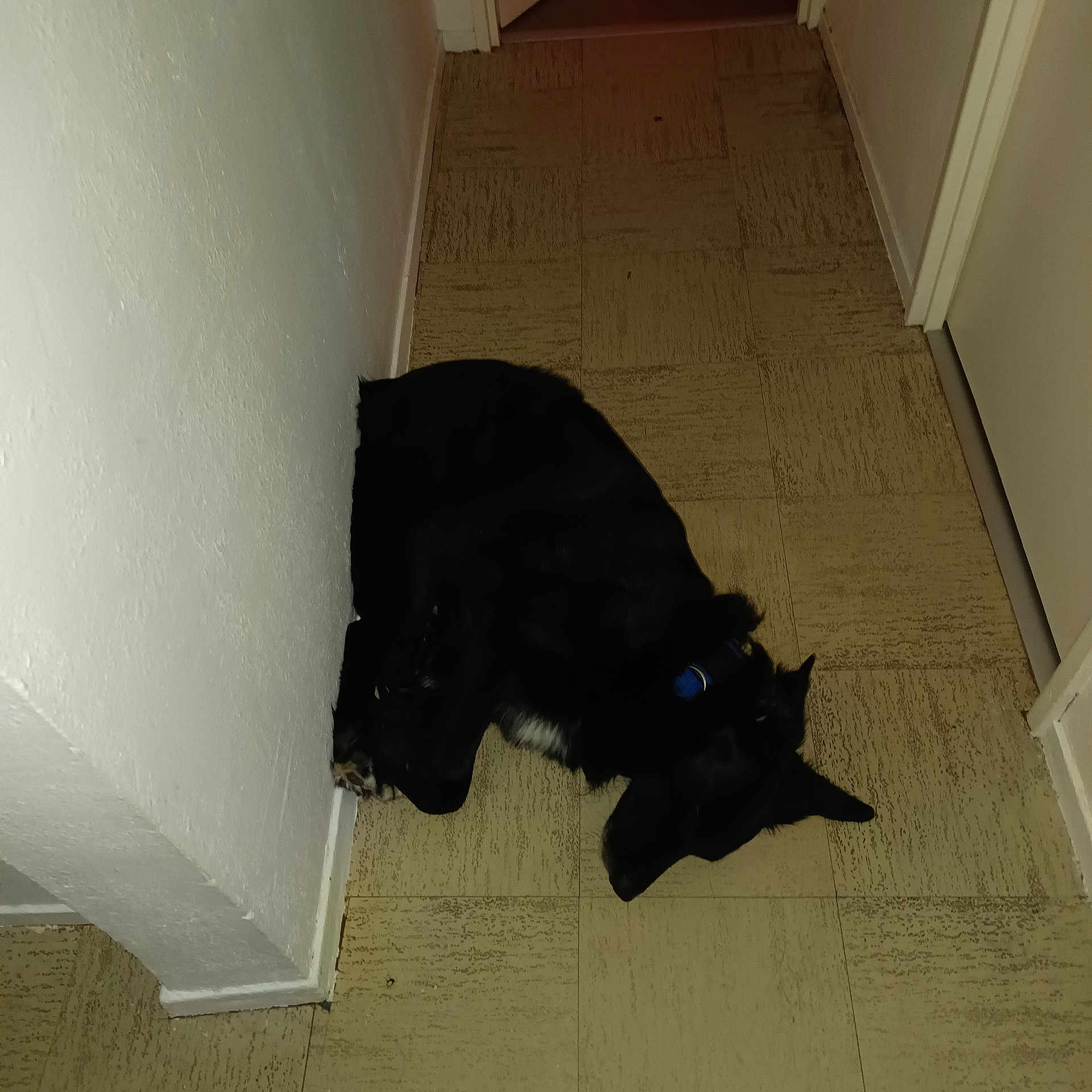 Diabolo a rejoint le concours — aidez-le/la à gagner de superbes lots ! dog, black_dog, collar, floor, hallway, corner, indoor, pet, animal, sleeping, resting, tile_floor, walls, domestic, quiet, cozy, small_space, fur, ears, paw