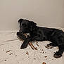 dog, black_dog, chewing, stick, wood, lying_down, white_sheet, indoor, pet, animal, playful, mess, paw, fur, canine, resting, naughty, home, background_wall, relaxed
