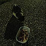 cat, food_container, night, shadow, outdoor, animal, pebbled_surface, plastic_container, dark, pet, feline, grainy, low_light, street, curious, sniffing, shadow_play, texture, feeding, wildlife