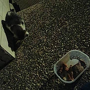 Croquette participe au concours pour gagner de l'argent avec cette photo : cat, animal, food, container, gravel, outdoor, night, dark, wall, pet, sniffing, plastic, texture, shadow, ground, feline, small, curious, mammal, blurred