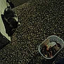 cat, animal, food, container, gravel, outdoor, night, dark, wall, pet, sniffing, plastic, texture, shadow, ground, feline, small, curious, mammal, blurred