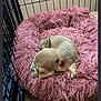 animal, calm, companion, cozy, crate, cute, dog, domestic, fluffy, fur, indoor, pet_bed, pink, puppy, relaxing, resting, sleeping, small_dog, wooden_floor, young