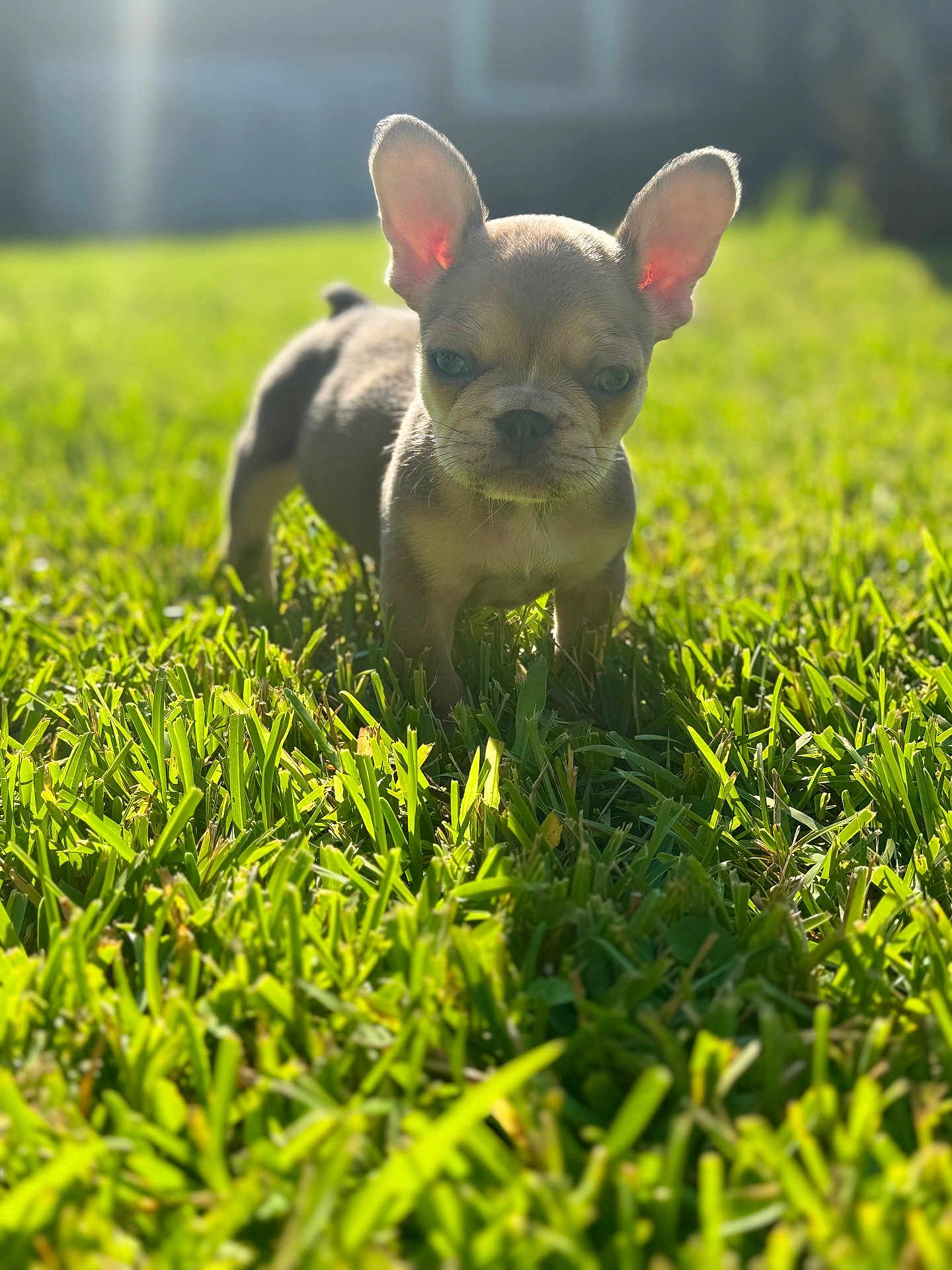 Nova Lee