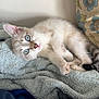 kitten, cat, blue_eyes, towel, resting, cute, pet, indoor, fluffy, animal, fur, paw, face, looking, cozy, soft, blanket, home, young, curious
